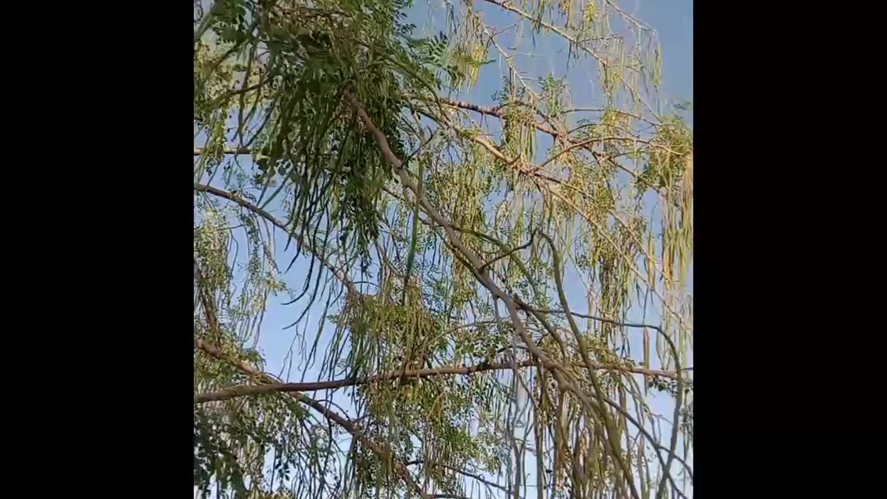 Moringa seeds