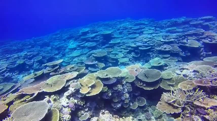The bottom of the sea is so beautiful.