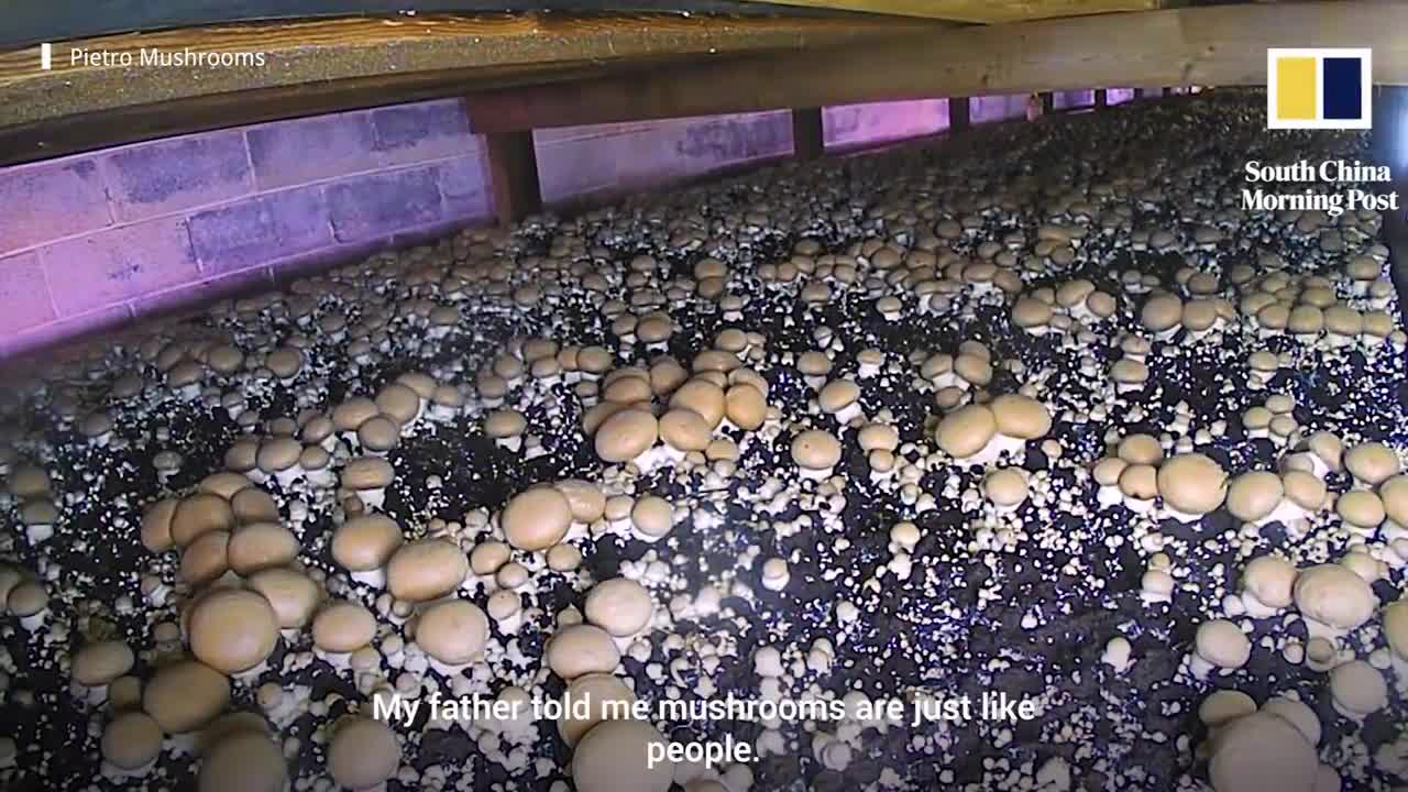 The American teaching China how to grow mushrooms