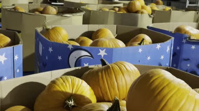 Pumpkin market in Superstore