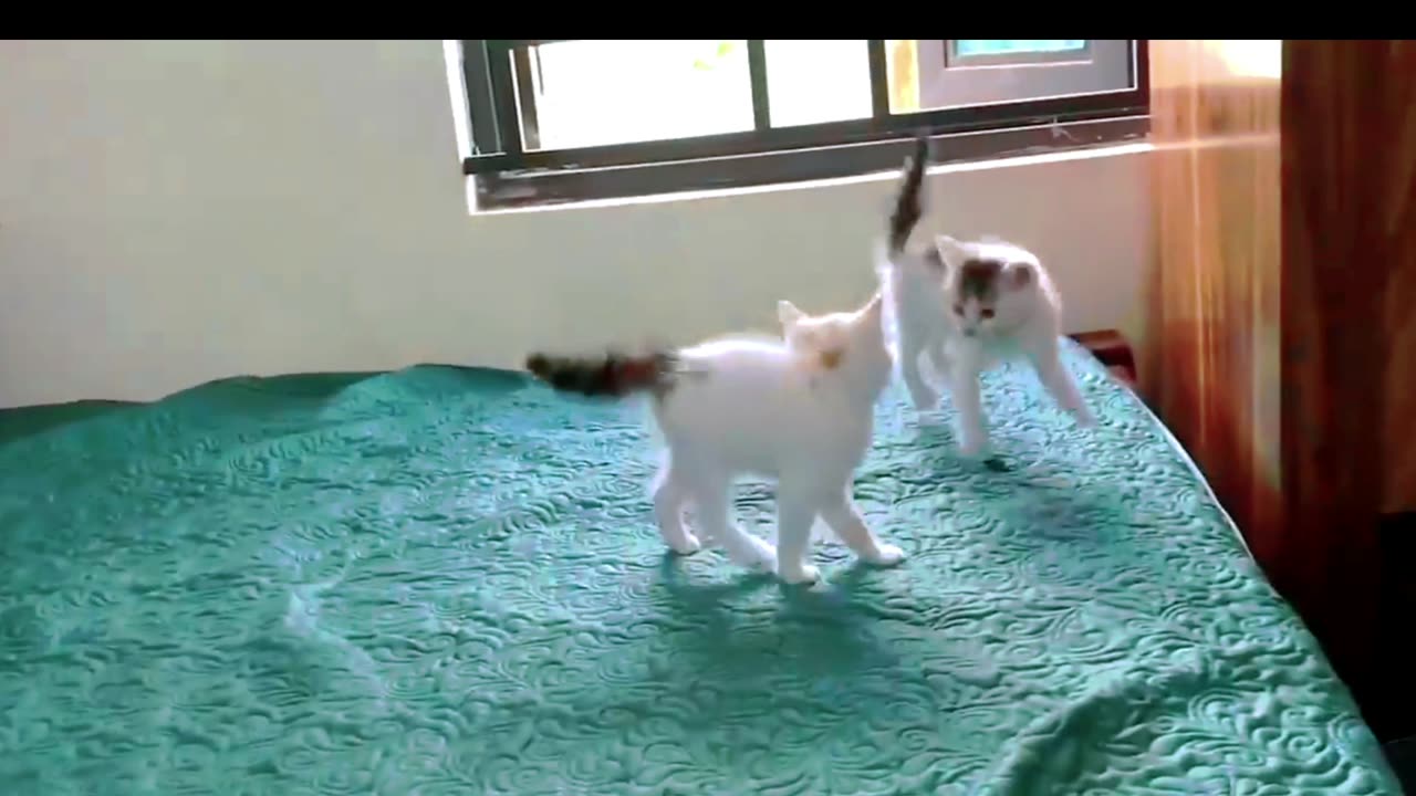 Cute kittens Funny and cute cat videos compilation