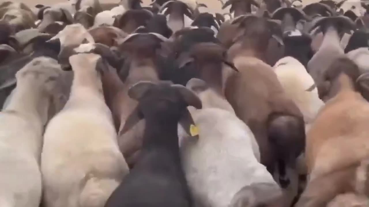 You are shocked after see this video