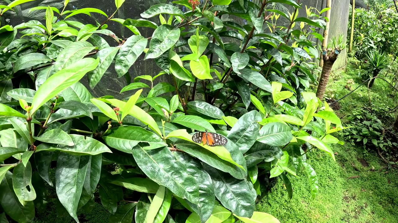 Beautiful edit of a Butterfly Garden in San Jose Costa Rica..