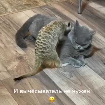 See how a squirrel rubbed a cat's back