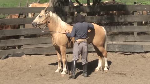 Cómo Entablar una Tropilla