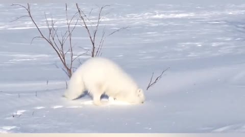 An arctic fox that eats with its tongue glued