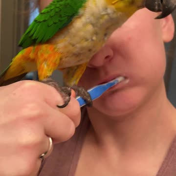 Parrot doesn't allow mom to bush her teeth
