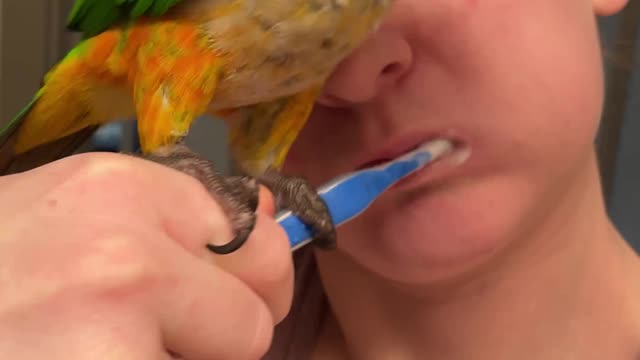 Parrot doesn't allow mom to bush her teeth