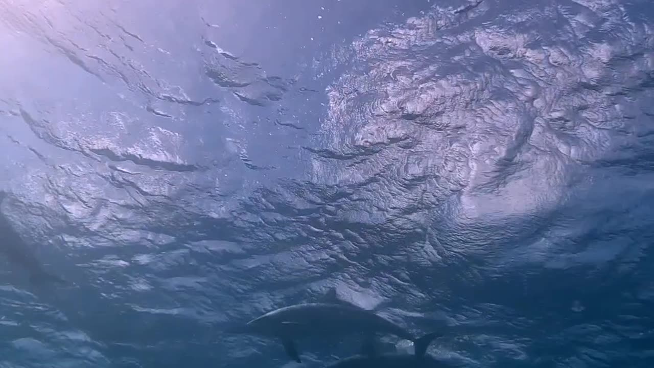 Diver Overjoyed to Meet a Pod of Dolphins