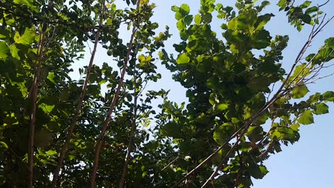 hazelnut plant