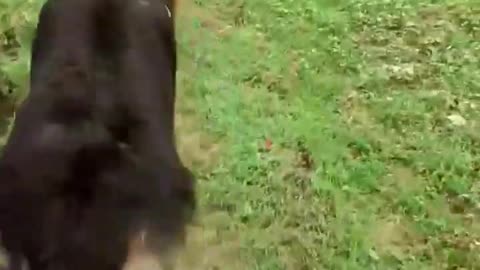 GermanShephardDogBestVideos