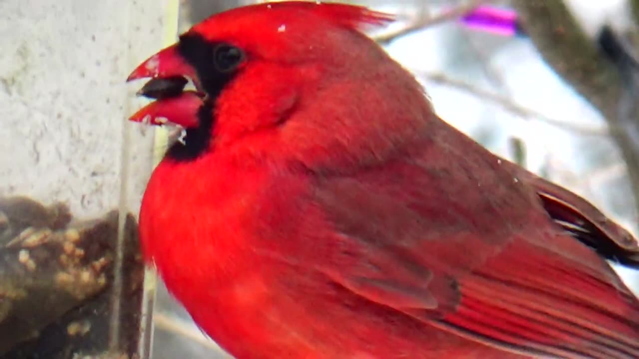 Cardinal