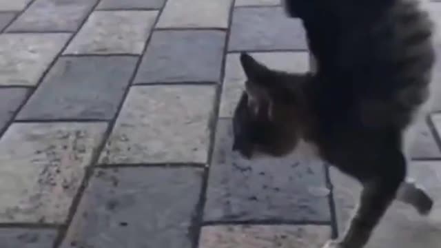 Funny cats