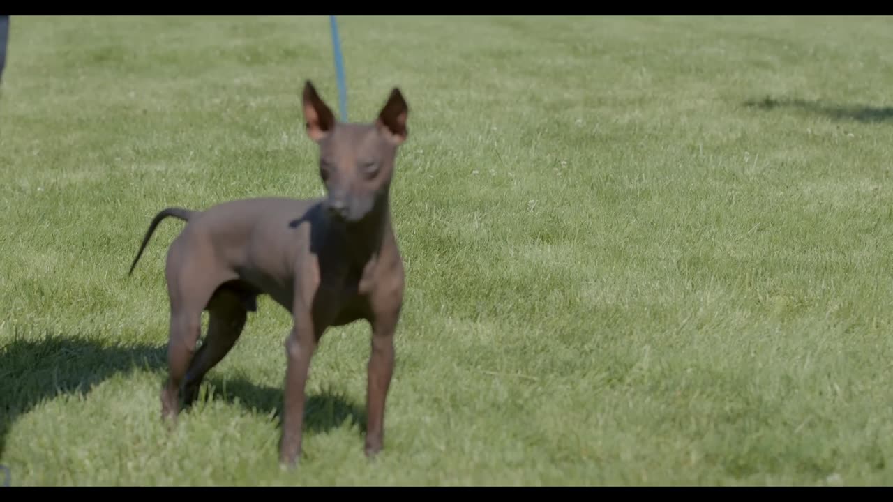 ALL ABOUT XOLOITZCUINTLI- THE MEXICAN HAIRLESS DOG