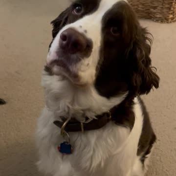 Springer Spaniel Agitating For Potty Time! #shortsviral #shortsvideo #dog #springerspaniel