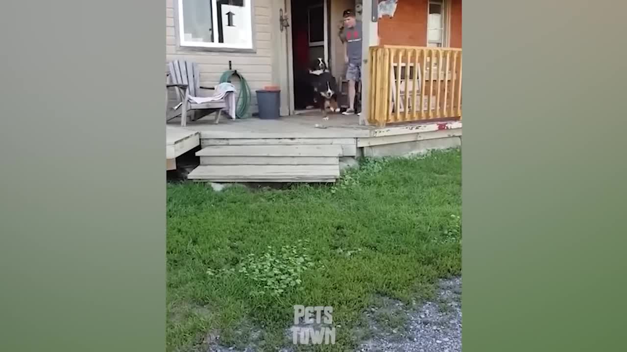 Laugh A Lot At These Funny Dogs Reactions_ Pets Town