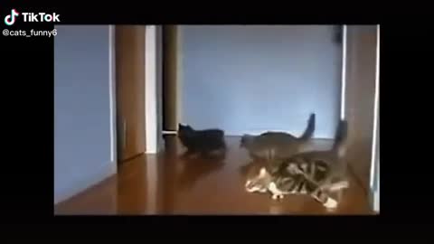 Cat attempting to jump in the same manner