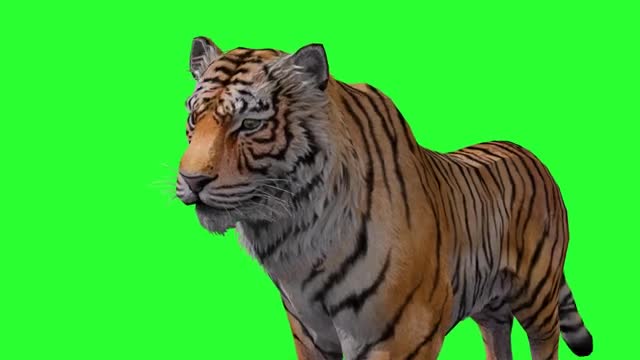 Tiger green Screen video