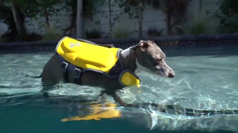 Teaching the dog how to swim 🏊‍♂️