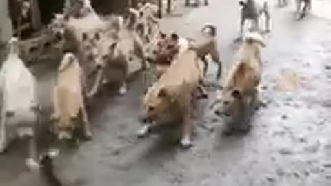 Trending Funny Dogs And Cats Videos 😂 Funniest Cats and Dogs 😸🐶