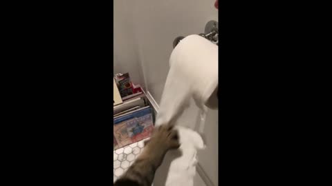 Gif video of cat playing with toilet paper