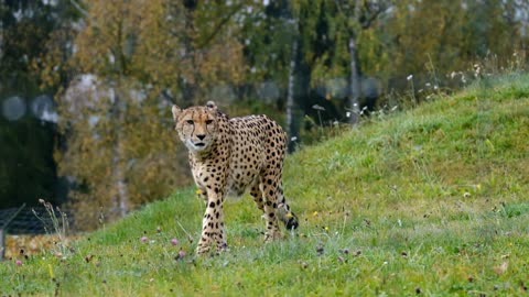 Asian leopard