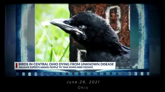 Nobody Can Explain This, Prepare Yourself (2021)
