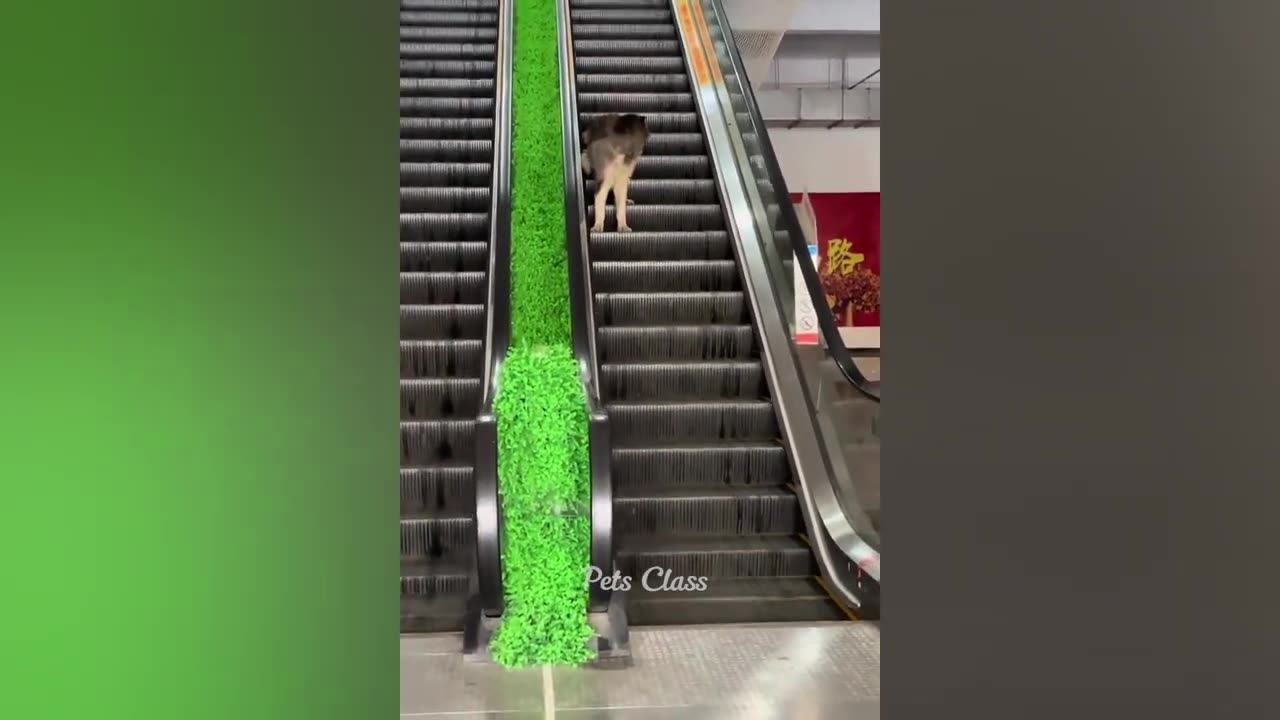 Funny Dogs and Cats videos 2