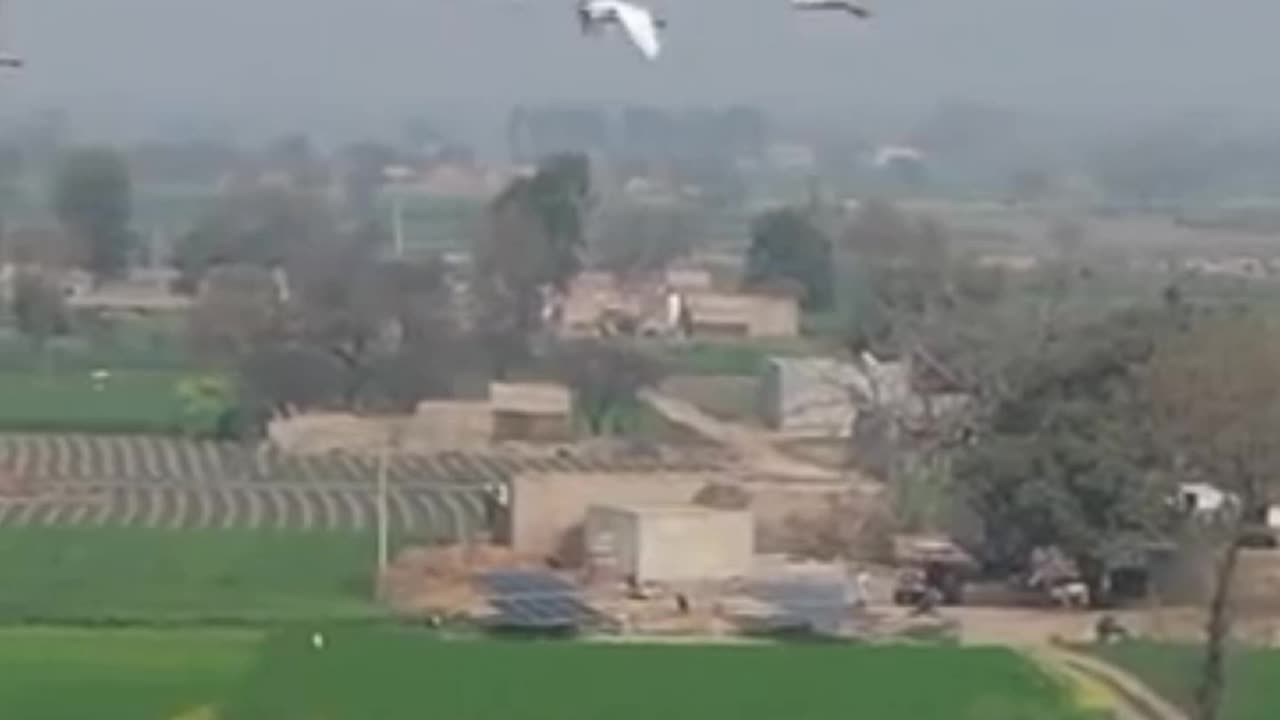 Patato harvesting crops