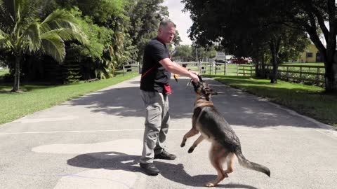 GERMAN SHEPHERD OFF-LEASH! CRAZY TRANSFORMATION.