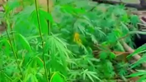 Weed