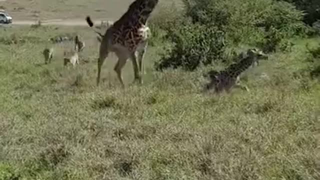 Giraffa vs cheetah fighting