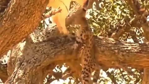 The goshawk brutally bites the little leopard