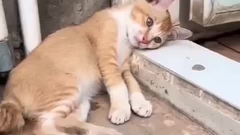 Funny cat