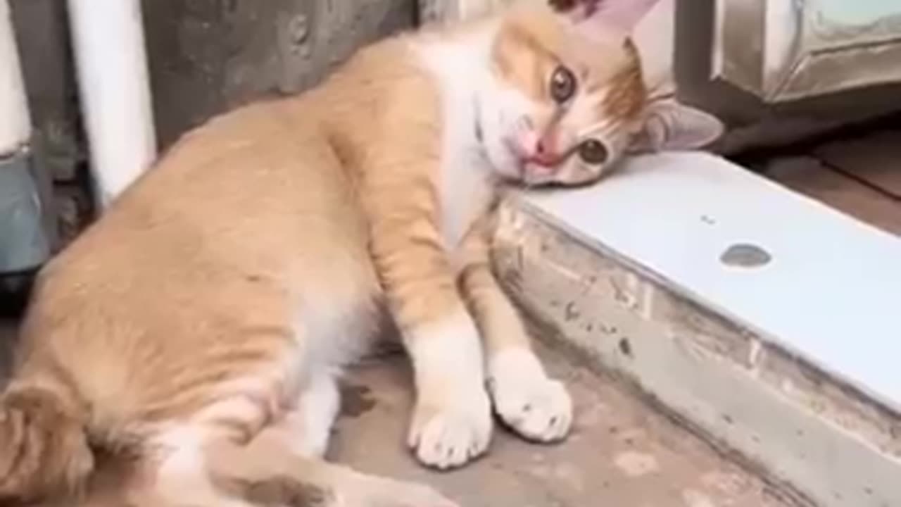 Funny cat