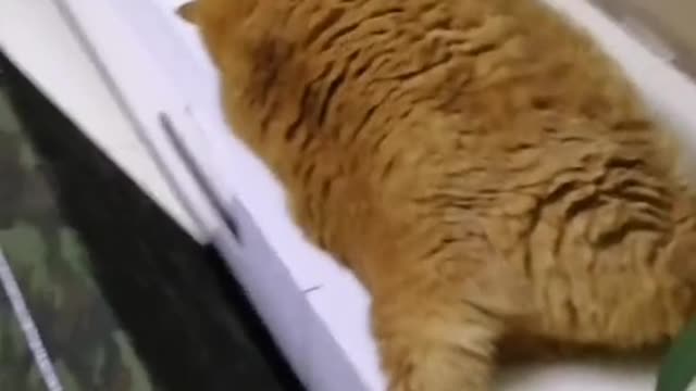 His tail swayed from side to side like a small whip.