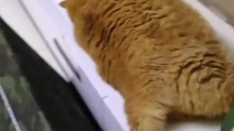 His tail swayed from side to side like a small whip.