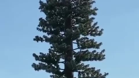 Not A Tree But 5G Tower Hidden 1min*
