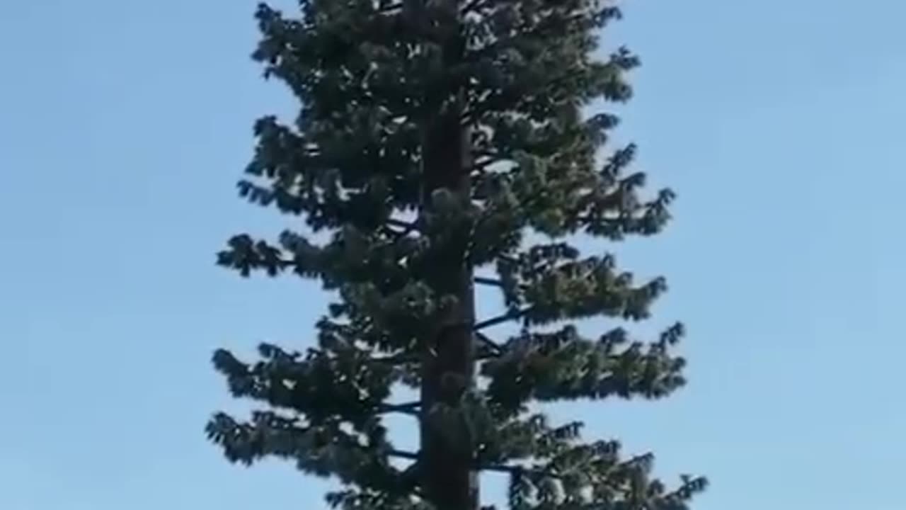 Not A Tree But 5G Tower Hidden 1min*