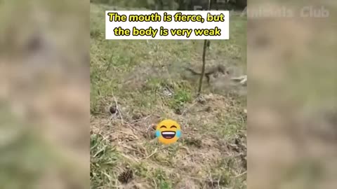Funniest Animals Videos 🐶🐱 2023 🔥 😂🤣🤣