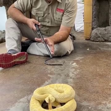 Snake Egg Birth Vs Rattlesnake Rattlesnakes
