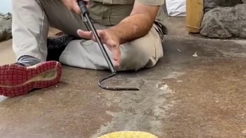 Snake Egg Birth Vs Rattlesnake Rattlesnakes