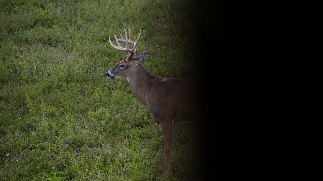 Hard Horn Kentucky Buck