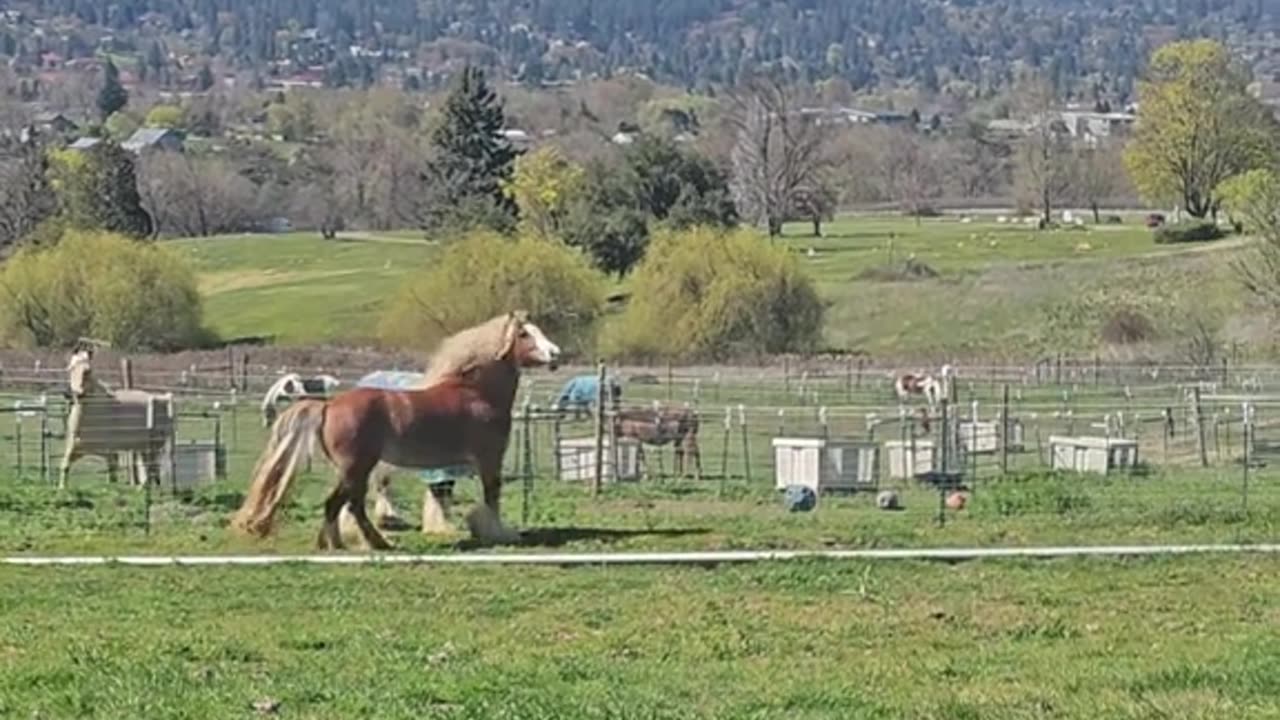 Gorgeous horse