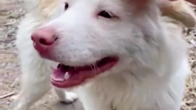 Funny Moments animals lovers cats and dogs #9