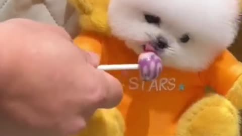 Cute Pomeranian puppies || Dog video || animal video || dog funny video