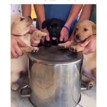 next up pup drum trio #dogtraining