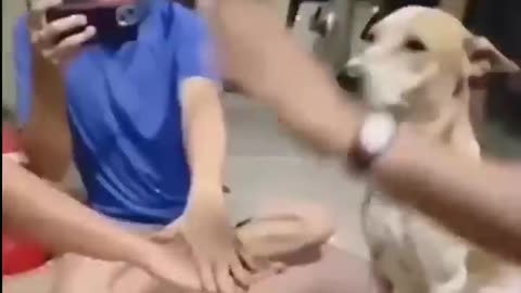 Funny Scenes of Dogs