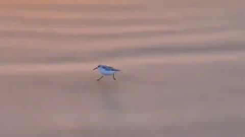 Viral Black Pink Money Money Jiggle Jiggle By Birds 😂😂😂