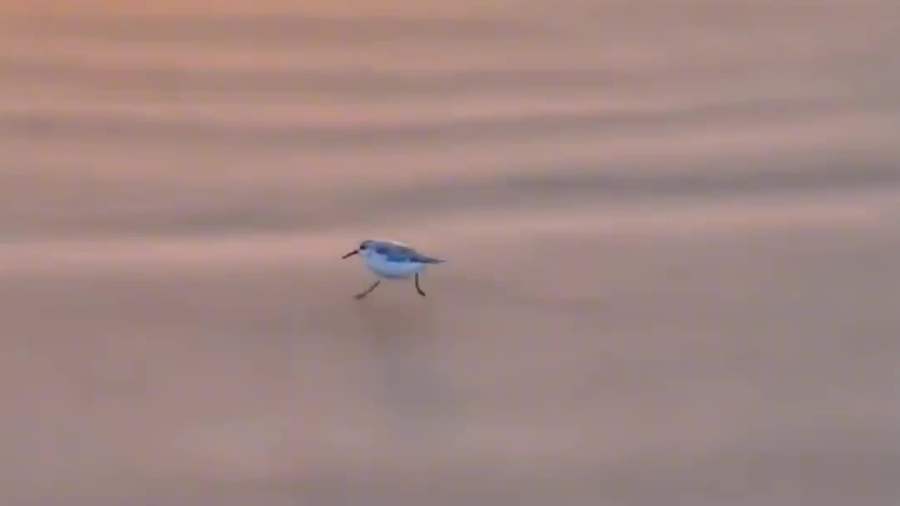 Viral Black Pink Money Money Jiggle Jiggle By Birds 😂😂😂